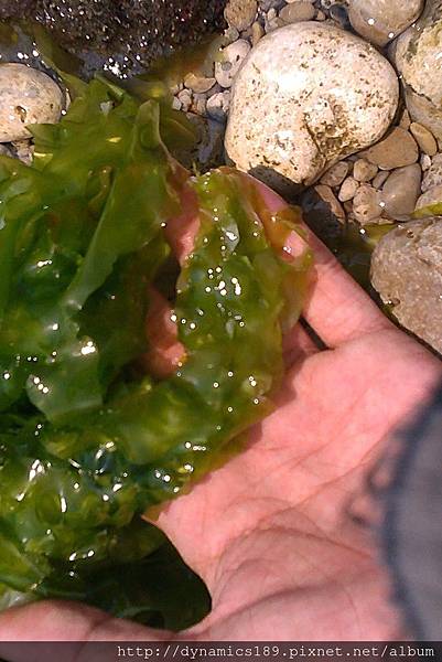 IMAG0495,水草.jpg