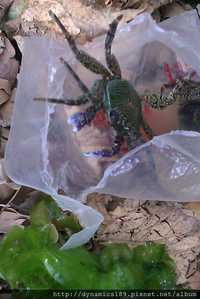 IMAG0498,放生螃蟹.jpg