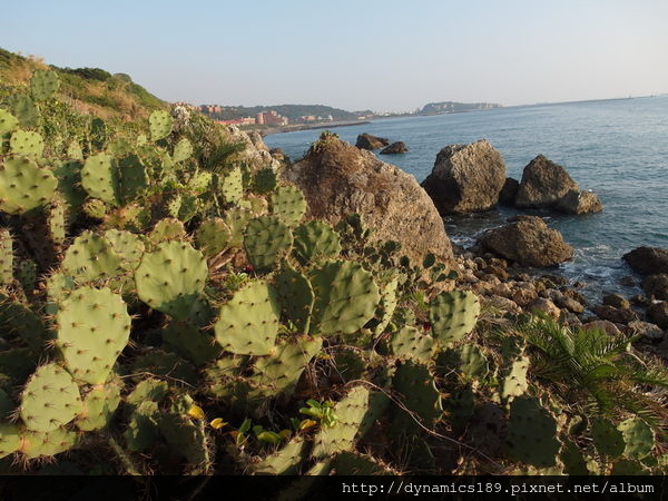 柴山海灘秘境,仙人掌.jpg