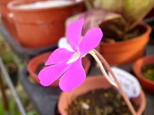 Pinguicula  'Sethos'(ehlersiae x moranensis)