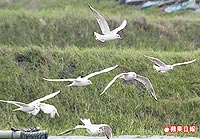 紅嘴鷗 12.24..jpg