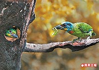 五色鳥 餵雛12.25..jpg