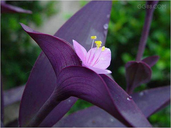 尾行1游戏截图,qq群刷屏神器定海神针,尼玛色