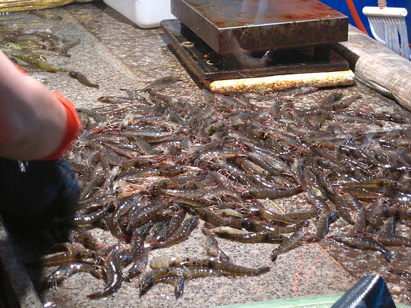 IMG_0875.JPG IMG_0875.JPG