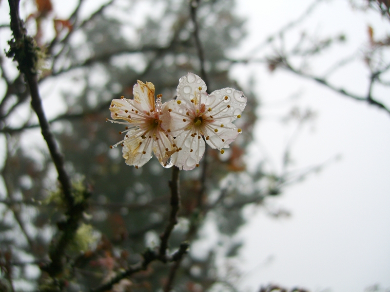 CIMG2225.JPG CIMG2225.JPG