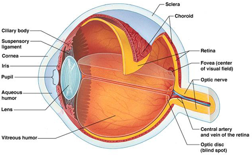 retina_eye.jpg retina_eye.jpg