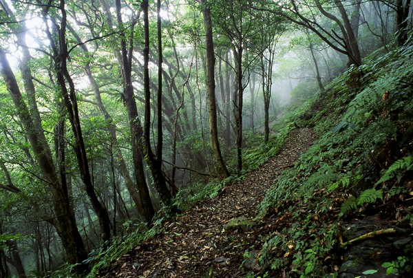 東眼山森林遊樂區1-邱慶耀攝.jpg