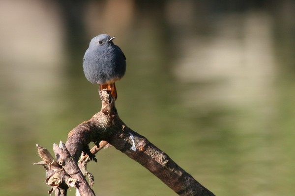 05鉛色水鶇雄鳥-蔡育倫攝.jpg