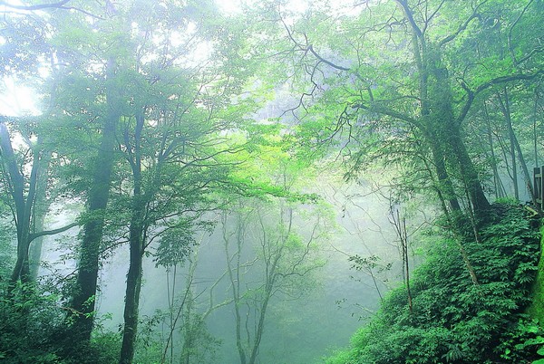 01屬於熱帶高山闊葉霧林的藤枝森林遊樂區-邱慶耀攝.jpg