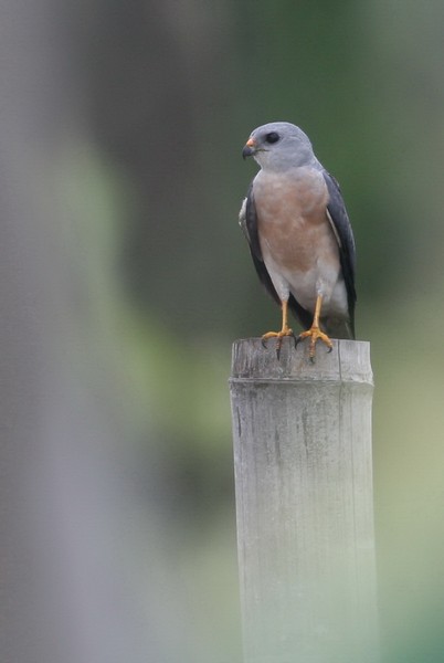 10赤腹鷹雄鳥-蔡育倫攝.jpg