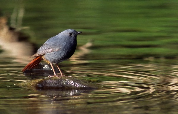 08鉛色水鶇雄鳥-蔡育倫攝.jpg