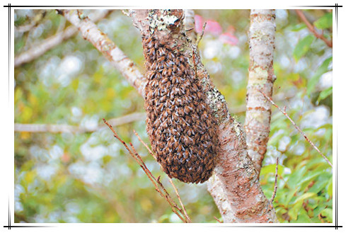 金針山環境好 數千隻野蜂結「球狀」