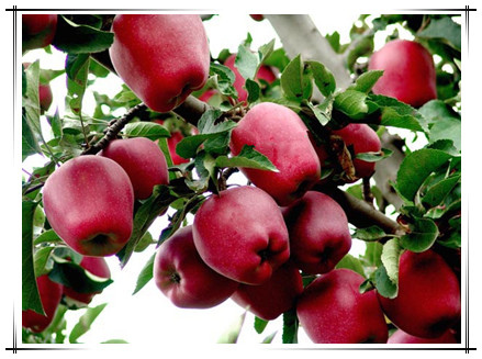 1285381331811_副本