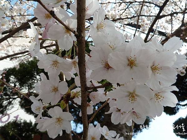 [[釜山//遊樂]] 南川 - 2013年釜山最美的櫻花小路！！南川洞櫻花道～