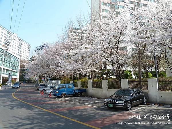[[釜山//遊樂]] 南川 - 2013年釜山最美的櫻花小路！！南川洞櫻花道～