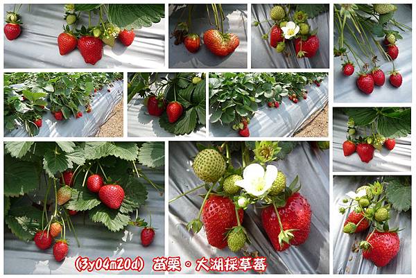 採草莓-29