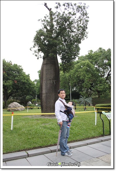 父子與瓶樹 父子與瓶樹