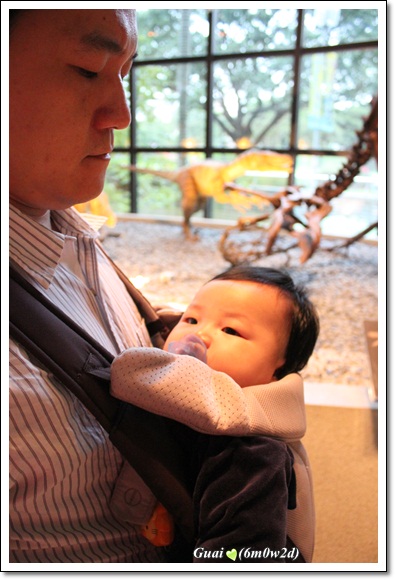 乖乖盯看恐龍 乖乖盯看恐龍