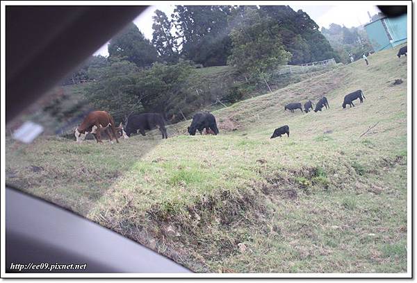 EE拍的車外的牛.JPG EE拍的車外的牛.JPG