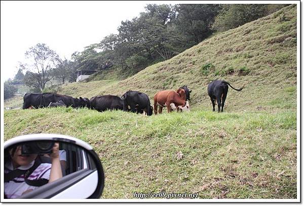 近看牛.JPG 近看牛.JPG