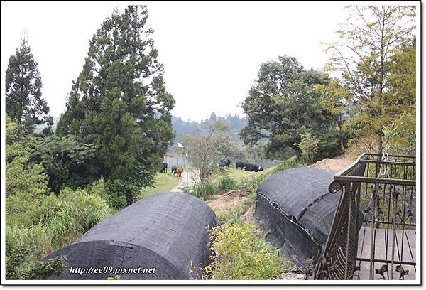 看牛.JPG 看牛.JPG