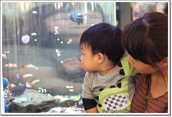 清水看魚 清水看魚