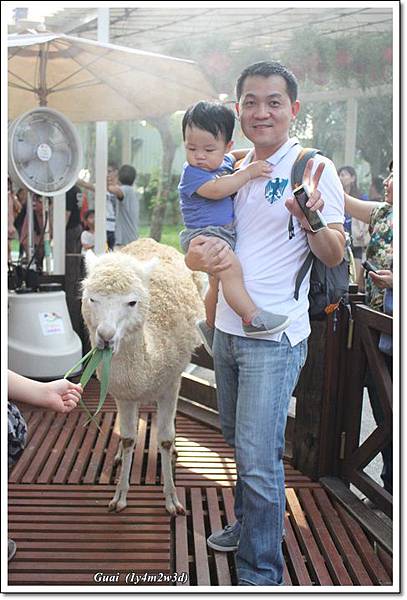 父子與草泥馬 父子與草泥馬