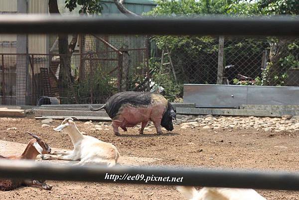 有豬.JPG 有豬.JPG