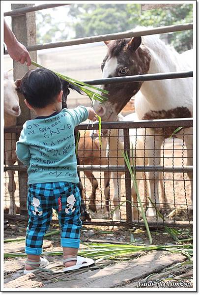 乖餵牛.JPG 乖餵牛.JPG