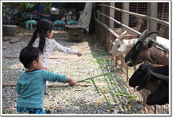 姐弟一起餵.JPG 姐弟一起餵.JPG