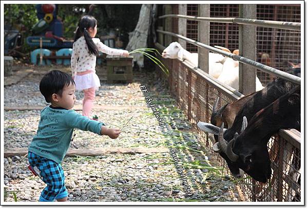 姐弟一起餵-2.JPG 姐弟一起餵-2.JPG