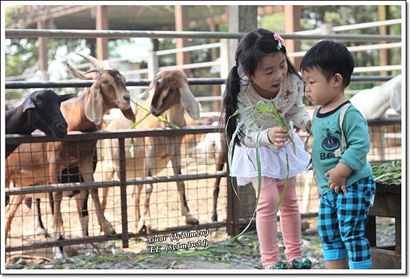 姐帶弟餵羊-2.JPG 姐帶弟餵羊-2.JPG