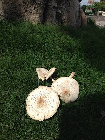 武德殿外的大樹下