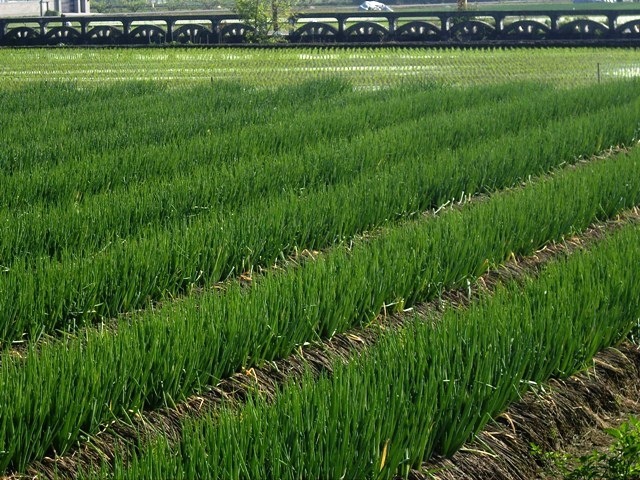 蔥田.jpg 蔥田.jpg