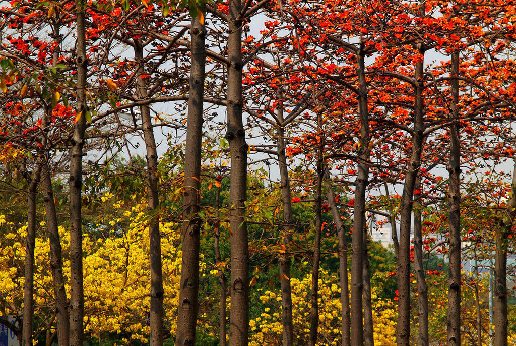 斑芝花-1.jpg 斑芝花-1.jpg