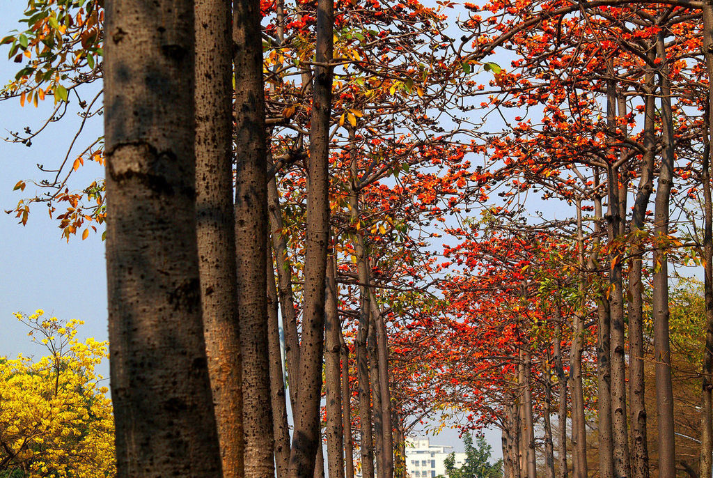 斑芝花-2.jpg 斑芝花-2.jpg