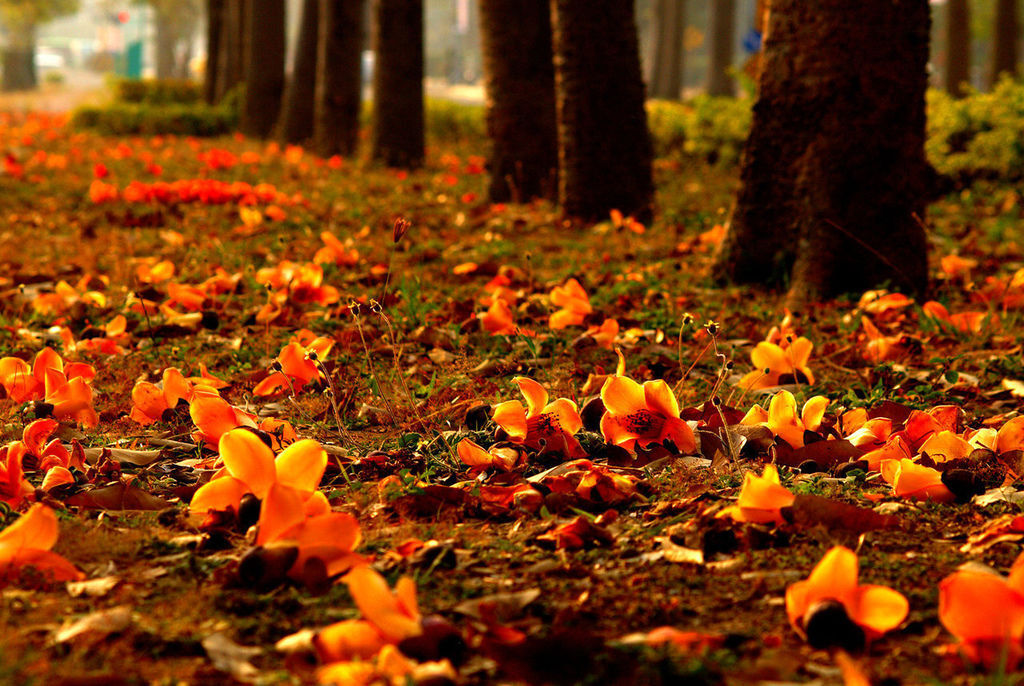 斑芝花-3.jpg 斑芝花-3.jpg