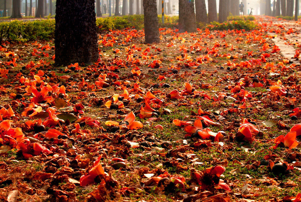 斑芝花-4.jpg 斑芝花-4.jpg