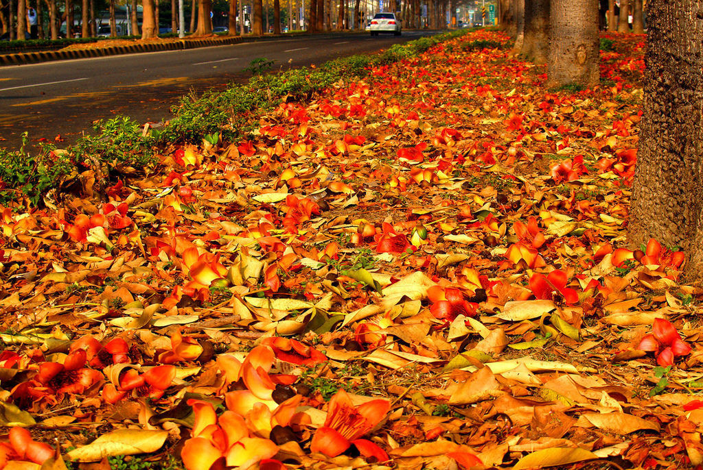 斑芝花-5.jpg 斑芝花-5.jpg