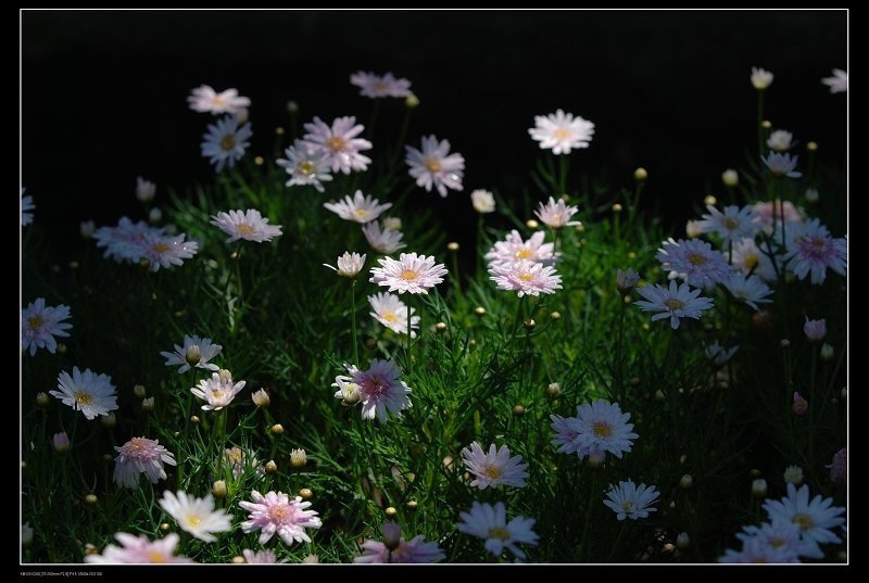 fossiliu-3.jpg fossiliu-3.jpg