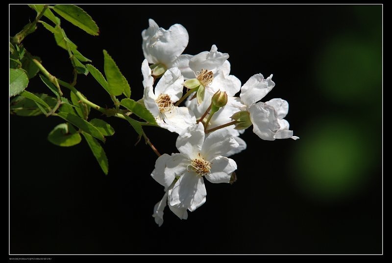 fossiliu-2.jpg fossiliu-2.jpg