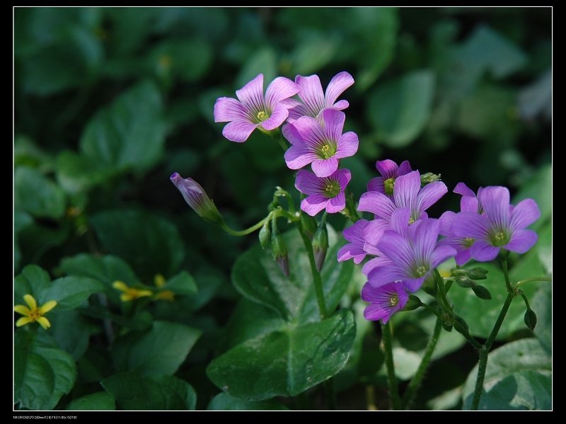 fossiliu-1.jpg fossiliu-1.jpg