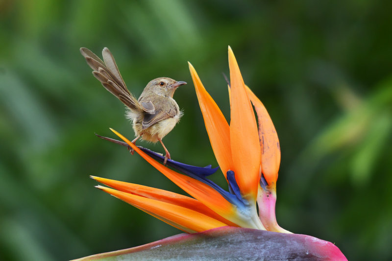 天堂鳥01.jpg 天堂鳥01.jpg