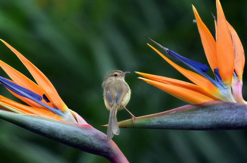 天堂鳥02.jpg 天堂鳥02.jpg