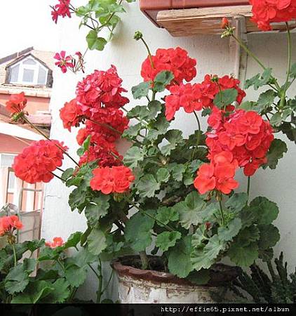 阳台的照片天竺葵-nb34551.jpg 阳台的照片天竺葵-nb34551.jpg
