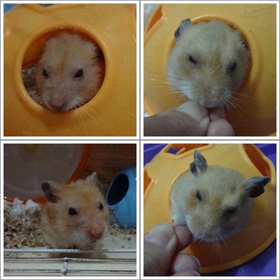 圖像 2013-05-30 圖像 2013-05-30