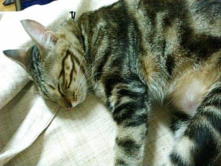 睡香香，好可愛喲