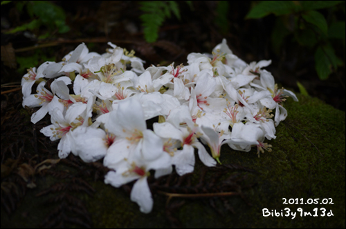 20110502_19.jpg 20110502_19.jpg
