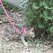 201008溜貓-6