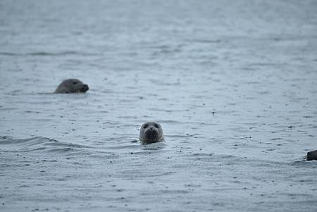 Ice_1420.JPG Ice_1420.JPG